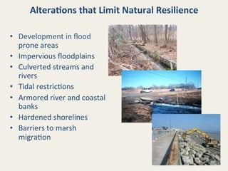 Altera8ons	
  that	
  Limit	
  Natural	
  Resilience	
  
•  Development	
  in	
  ﬂood	
  
prone	
  areas	
  
•  Impervious	
  ﬂoodplains	
  
•  Culverted	
  streams	
  and	
  
rivers	
  
•  Tidal	
  restric@ons	
  
•  Armored	
  river	
  and	
  coastal	
  
banks	
  
•  Hardened	
  shorelines	
  
•  Barriers	
  to	
  marsh	
  
migra@on	
  

NOAA	
  photo	
  

 