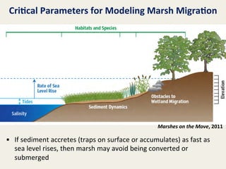Cri8cal	
  Parameters	
  for	
  Modeling	
  Marsh	
  Migra8on	
  

Marshes	
  on	
  the	
  Move,	
  2011
	
  

•  If	
  sediment	
  accretes	
  (traps	
  on	
  surface	
  or	
  accumulates)	
  as	
  fast	
  as	
  
sea	
  level	
  rises,	
  then	
  marsh	
  may	
  avoid	
  being	
  converted	
  or	
  
submerged	
  

 