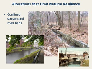 Altera8ons	
  that	
  Limit	
  Natural	
  Resilience	
  
•  Conﬁned	
  
stream	
  and	
  
river	
  beds	
  

 