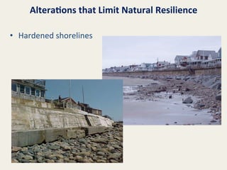 Altera8ons	
  that	
  Limit	
  Natural	
  Resilience	
  
•  Hardened	
  shorelines	
  

 