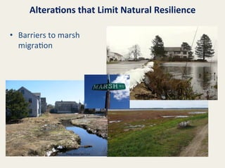 Altera8ons	
  that	
  Limit	
  Natural	
  Resilience	
  
•  Barriers	
  to	
  marsh	
  
migra@on	
  

Photo:	
  Maine	
  Sea	
  Grant	
  

 