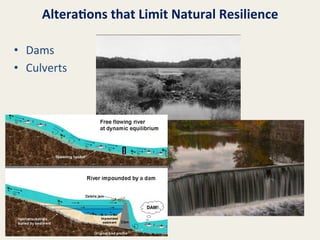 Altera8ons	
  that	
  Limit	
  Natural	
  Resilience	
  
•  Dams	
  
•  Culverts	
  

 