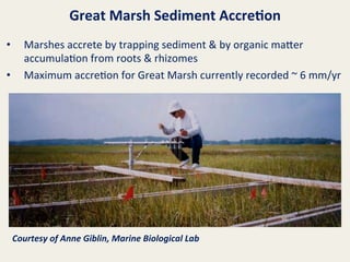 Great	
  Marsh	
  Sediment	
  Accre8on	
  
• 
• 

Marshes	
  accrete	
  by	
  trapping	
  sediment	
  &	
  by	
  organic	
  ma8er	
  
accumula@on	
  from	
  roots	
  &	
  rhizomes	
  
Maximum	
  accre@on	
  for	
  Great	
  Marsh	
  currently	
  recorded	
  ~	
  6	
  mm/yr	
  

Courtesy	
  of	
  Anne	
  Giblin,	
  Marine	
  Biological	
  Lab	
  

 