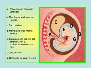 tercera semana de desarrollo embrionario | PPT