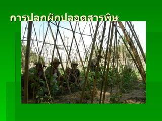 การปลูกผักปลอดสารพิษ
 