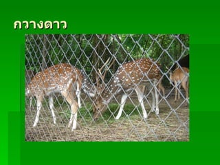 กวางดาว
 