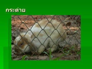 กระต่าย
 