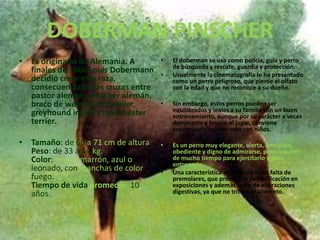 DOBERMAN PINSCHEREs originario de Alemania. A finales de 1860 Louis Dobermann decidió crear esta raza, consecuencia de las cruzas entre pastor alemán, pinscher alemán, braco de weimar, rottweiler, greyhound inglés y manchesterterrier.Tamaño: de 60 a 71 cm de altura.Peso: de 33 a 44 kg.Color: negro, marrón, azul o leonado, con manchas de color fuego.Tiempo de vida promedio: 10 años..El doberman se usa como policía, guía y perro de búsqueda y rescate, guardia y protección. Usualmente la cinematografía lo ha presentado como un perro peligroso, que pierde el olfato con la edad y que no reconoce a su dueño. Sin embargo, estos perros pueden ser equilibrados y leales a su familia con un buen entrenamiento, aunque por su carácter a veces dominante y brusco al jugar, conviene supervisarlo cuando está con niños.Es un perro muy elegante, alerta, intrépido, obediente y digno de admirarse, pero requiere de mucho tiempo para ejercitarlo y para entrenarlo.Una característica dominante es su falta de premolares, que provoca la descalificación en exposiciones y además sufre de alteraciones digestivas, ya que no tritura el alimento.