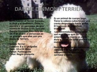 DANDIE DINMONT TERRIERSe cree que los ancestros este perro fueron el Terrier Escocés, el Skye y el Bedlinton. Debe su nombre a un personaje de una novela de Walter Scott llamado DandieDinmont. Esta data de 1814 en el que el personaje es un granjero que vive con una jauría de Terriers. Grupo: TerrierEstatura: 8 a 11 pulgadasPeso: 18 a 24 librasPelaje: PunteagudoColor: Negro pimientaEs un animal de cuerpo largo. Tiene la cabeza cubierta por una cresta despuntada hacia arriba. El hocico es de superficie triangular.Las extremidades posteriores son mas largas que las anteriores. Su manto es entre duro y suave, de color pimienta o mostaza. Gustoso de los largos paseos en compañía de su dueño. Es independiente, decidido, cariñoso y noble. 