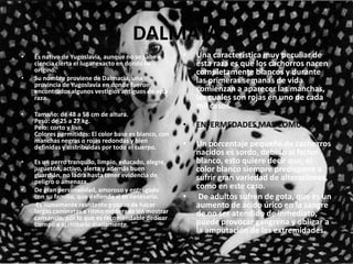 DALMATAUna característica muy peculiar de esta raza es que los cachorros nacen completamente blancos y durante las primeras semanas de vida comienzan a aparecer las manchas, las cuales son rojas en uno de cada mil casos. ENFERMEDADES MAS COMUNESUn porcentaje pequeño de cachorros nacidos es sordo, debido al factor blanco, esto quiere decir que, el color blanco siempre predispone a sufrir gran variedad de alteraciones, como en este caso.De adultos sufren de gota, que es un aumento de ácido úrico en la sangre de no ser atendido de inmediato, puede provocar gangrena y obligar a la amputación de las extremidades.Es nativo de Yugoslavia, aunque no se sabe a ciencia cierta el lugar exacto en donde se originó. Su nombre proviene de Dalmacia, una provincia de Yugoslavia en donde fueron encontrados algunos vestigios antiguos de esta raza. Tamaño: de 48 a 58 cm de altura.Peso: de 25 a 27 kg. Pelo: corto y liso.Colores permitidos: El color base es blanco, con manchas negras o rojas redondas y bien definidas y distribuidas por todo el cuerpo. Es un perro tranquilo, limpio, educado, alegre, juguetón, activo, alerta y además buen guardián, no ladra hasta tener evidencia de peligro o amenaza. De gran personalidad, amoroso y entregado con su familia, que defiende si es necesario.Es sumamente resistente y capaz de hacer largas caminatas a ritmo moderado sin mostrar cansancio, por lo que es recomendable dedicar tiempo a ejercitarlo diariamente.