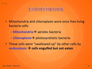 D.1.8




    • Mitochondria and chloroplasts were once free living
      bacteria cells:
          – Mitochondria aerobic bacteria
          – Chloroplasts photosynthetic bacteria
    • These cells were “swallowed up” by other cells by
      endocytosis  cells engulfed but not eaten



MISS J WERBA – IB BIOLOGY                                   54
 