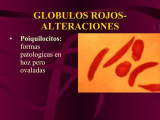 GLOBULOS ROJOS-ALTERACIONES Poiquilocitos:  formas patologicas en hoz pero ovaladas 