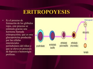 ERITROPOYESIS Es el proceso de formación de los glóbulos rojos, este proceso se estimula gracias una hormona llamada eritropoyetina, que es una glucoproteina producida por las células intersticiales peritubulares del riñon y que se eleva en procesos de hipoxia o hemorrágia profusas.  