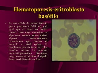 Hematopoyesis- eritroblasto basófilo   E s una célula de menor tamaño que su precursor (16-18 um), y al igual que él posee un núcleo central, pero cuya cromatina es algo más madura, observándose algunas condensaciones cromatínicas que ocultan el nucleolo a nivel óptico. El citoplasma todavía tiene un color basófilo intenso. La relación nucleocitoplasmática disminuye progresivamente debido al rápido descenso del tamaño nuclear.  