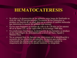 HEMATOCATERESIS Se refiere a la destrucción de los glóbulos rojos luego de finalizado su ciclo de vida. El envejecimiento y la muerte de los eritrocitos se produce en función de su edad, pero no se conoce el cambio molecular que determina la muerte del glóbulo rojo normal. En los seres humanos su tiempo de vida es de 120 días en los ratones 40 en la llama 225, en los sapos 600 y en la tortuga 1400 días. En condiciones fisiologicas, la destrucción de los hematies se produce en los macrófagos de, principalmente a nivel del bazo, hígado y Médula Ósea.  No se conocen bien los factores que intervienen en la identificación y secuestro de los eritrocitos envejecidos. Se pienza que podria estar relacionado las alteraciones que sufre la membrana cuando la maquinaria del eritrocito no puede mantener su integridad. 