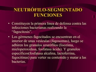 NEUTRÓFILO-SEGMENTADO FUNCIONES Constituyen la primera linea de defensa contra las infecciones bacterianas realizando la “fagocitosis”. Los gérmenes fagocitados se encuentran en el interior de unas vesículas (fagosomas), luego se adhiren los granulos azurófilos (lisozima, mieloperoxidasa, fosfatasa ácida). Y granulos específicos(fosfatasa alcalina, lactoferrina, fagocitinas) para verter su contenido y matar a las bacterias. 