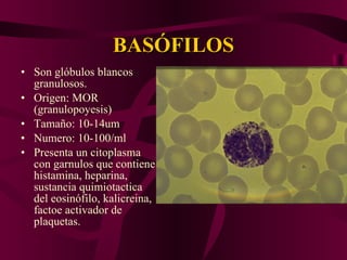 BASÓFILOS Son glóbulos blancos granulosos. Origen: MOR (granulopoyesis) Tamaño: 10-14um Numero: 10-100/ml Presenta un citoplasma con garnulos que contiene histamina, heparina, sustancia quimiotactica del eosinófilo, kalicreina, factoe activador de plaquetas. 