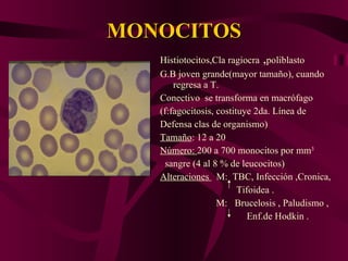 MONOCITOS Histiotocitos,Cla ragiocra  , poliblasto G.B joven grande(mayor tamaño), cuando regresa a T. Conectivo  se transforma en macrófago (f:fagocitosis, costituye 2da. Línea de  Defensa clas de organismo) Tamaño : 12 a 20  Número:  200 a 700 monocitos por mm 3 sangre (4 al 8 % de leucocitos) Alteraciones  M:  TBC, Infección ,Cronica, Tifoidea . M:  Brucelosis , Paludismo ,   Enf.de Hodkin . 
