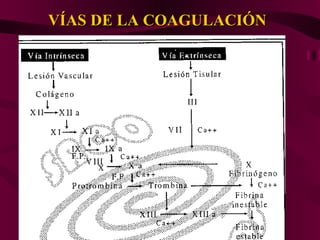 VÍAS DE LA COAGULACIÓN 