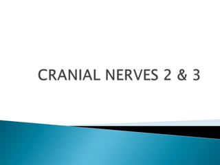 cranial nerves 2 and 3