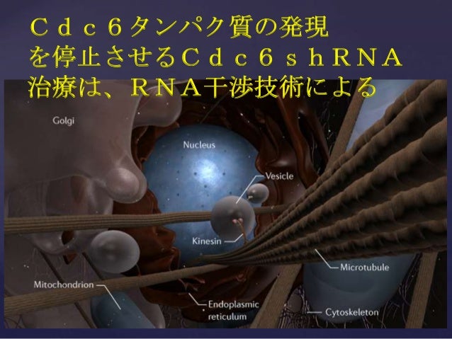 Cdc6タンパク質の発現 を停止させるCdc6shRNA治療は、RNA干渉技術による Cdc6タンパク質の発現 を停止させるCdc6shRNA治療は、RNA干渉技術による