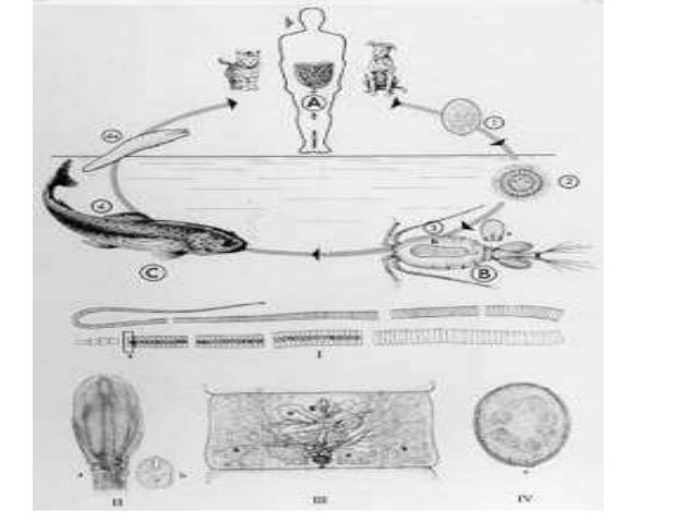 Diphyllobothrium latum
