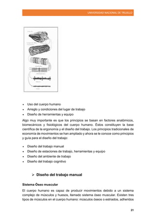 UNIVERSIDAD NACIONAL DE TRUJILLO
21
 Uso del cuerpo humano
 Arreglo y condiciones del lugar de trabajo
 Diseño de herramientas y equipo
Algo muy importante es que los principios se basan en factores anatómicos,
biomecánicos y fisiológicos del cuerpo humano. Éstos constituyen la base
científica de la ergonomía y el diseño del trabajo. Los principios tradicionales de
economía de movimientos se han ampliado y ahora se le conoce como principios
y guía para el diseño del trabajo:
 Diseño del trabajo manual
 Diseño de estaciones de trabajo, herramientas y equipo
 Diseño del ambiente de trabajo
 Diseño del trabajo cognitivo
 Diseño del trabajo manual
Sistema Óseo muscular
El cuerpo humano es capaz de producir movimientos debido a un sistema
complejo de músculos y huesos, llamado sistema óseo muscular. Existen tres
tipos de músculos en el cuerpo humano: músculos óseos o estriados, adheridos
 