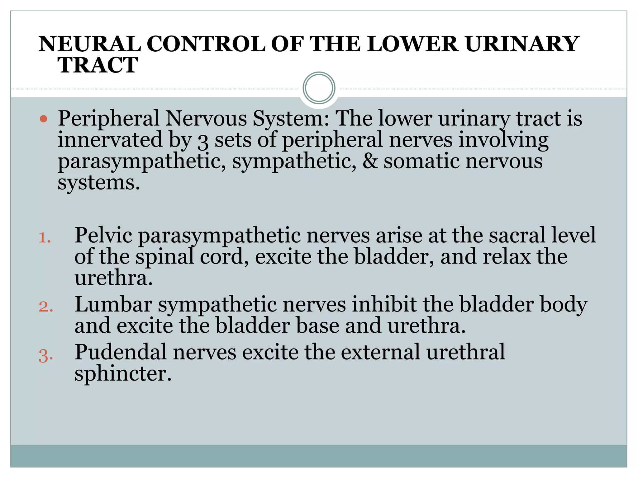 NEURAL CONTROL OF THE LOWER URINARY 
TRACT 
 Peripheral Nervous System: The lower urinary tract is 
innervated by 3 sets of peripheral nerves involving 
parasympathetic, sympathetic, & somatic nervous 
systems. 
1. Pelvic parasympathetic nerves arise at the sacral level 
of the spinal cord, excite the bladder, and relax the 
urethra. 
2. Lumbar sympathetic nerves inhibit the bladder body 
and excite the bladder base and urethra. 
3. Pudendal nerves excite the external urethral 
sphincter. 
 