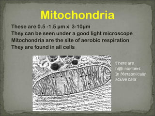 Mitochondria
These are 0.5 -1.5 µm x 3-10µm
They can be seen under a good light microscope
Mitochondria are the site of aerobic respiration
They are found in all cells
There are
high numbers
In Metabolically
active cells
 
