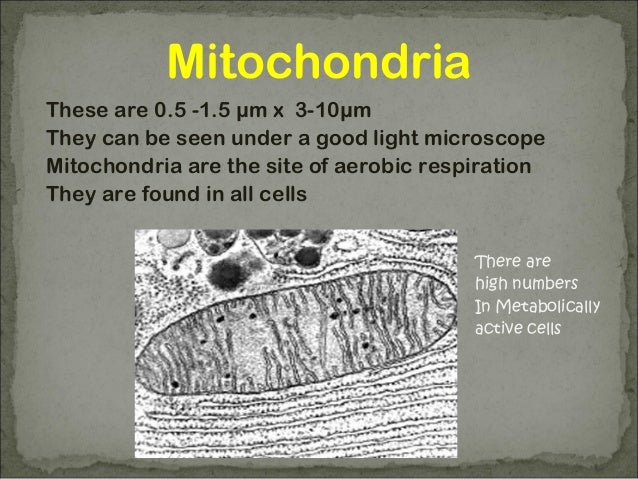 D. organelles2