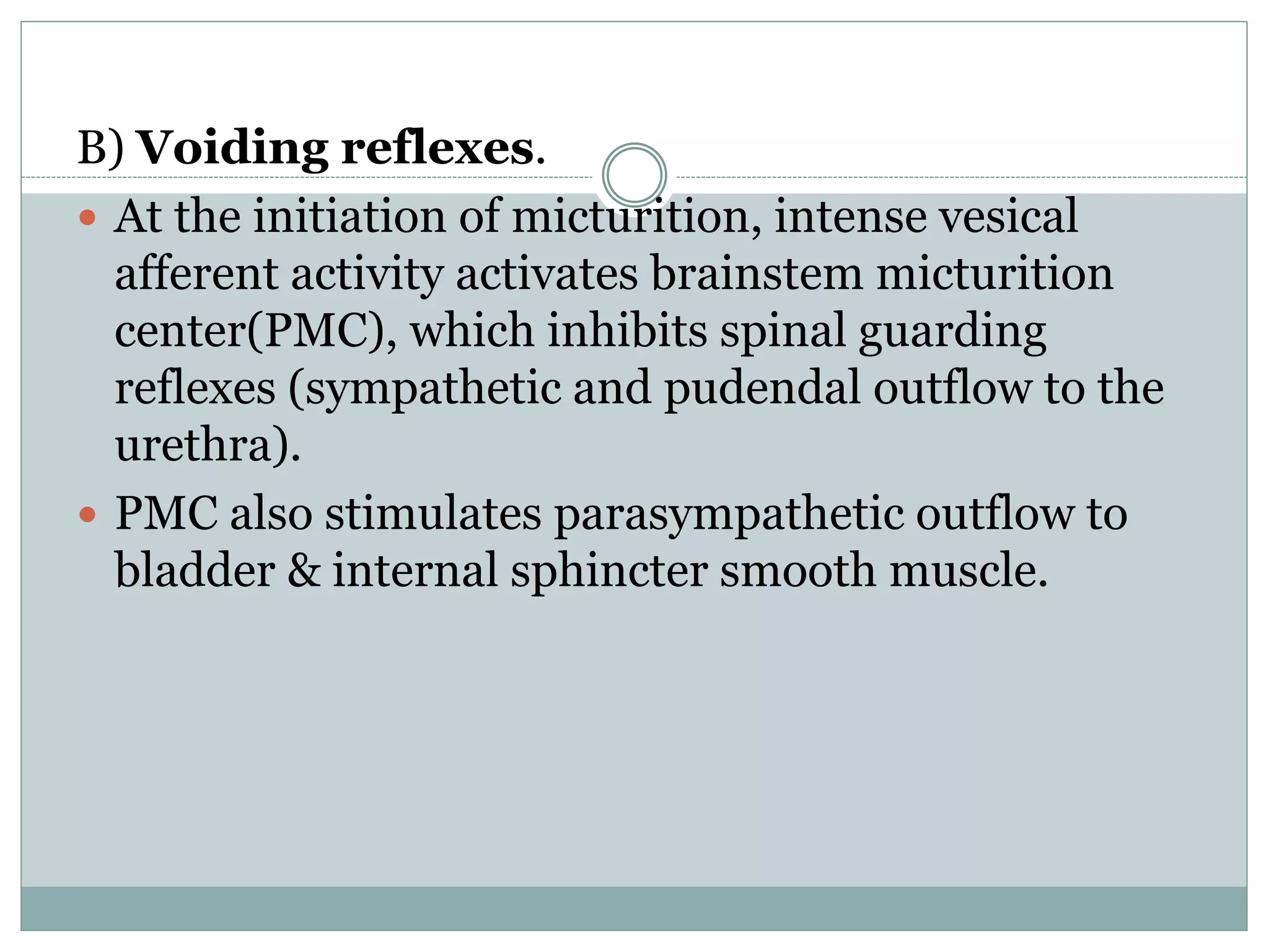 B) Voiding reflexes.
 At the initiation of micturition, intense vesical
afferent activity activates brainstem micturition
center(PMC), which inhibits spinal guarding
reflexes (sympathetic and pudendal outflow to the
urethra).
 PMC also stimulates parasympathetic outflow to
bladder & internal sphincter smooth muscle.
 