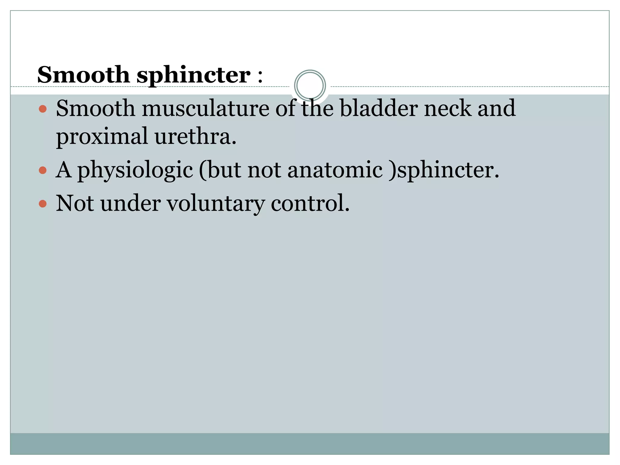 Smooth sphincter :
 Smooth musculature of the bladder neck and
proximal urethra.
 A physiologic (but not anatomic )sphincter.
 Not under voluntary control.
 