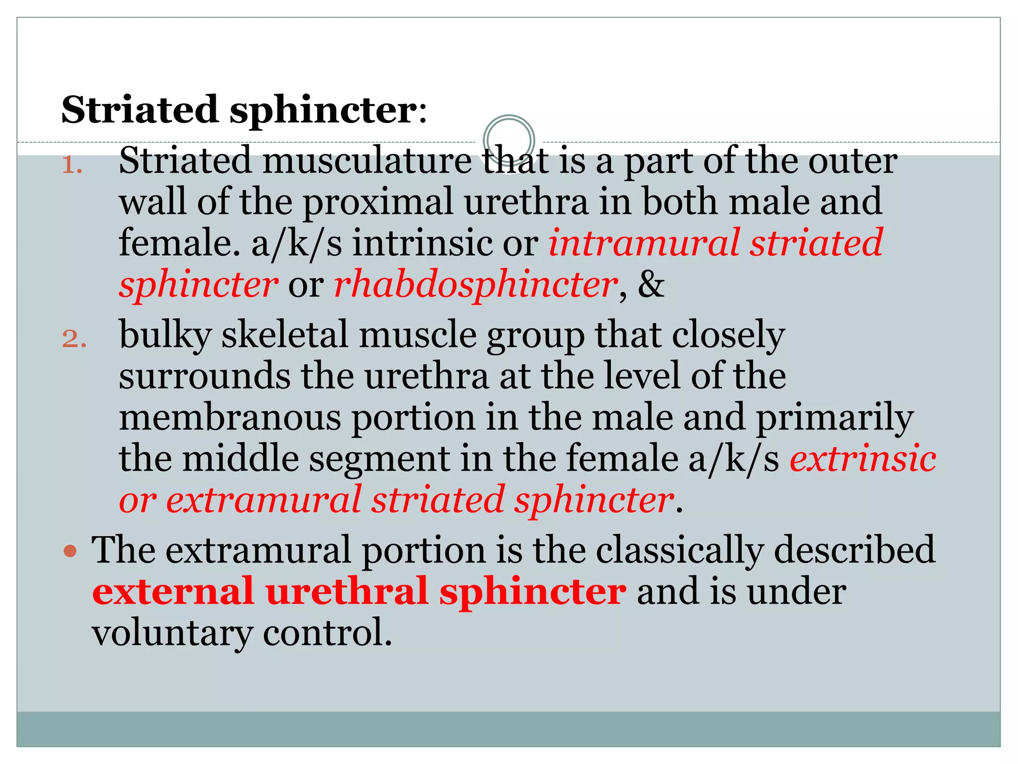 Striated sphincter:
1. Striated musculature that is a part of the outer
wall of the proximal urethra in both male and
female. a/k/s intrinsic or intramural striated
sphincter or rhabdosphincter, &
2. bulky skeletal muscle group that closely
surrounds the urethra at the level of the
membranous portion in the male and primarily
the middle segment in the female a/k/s extrinsic
or extramural striated sphincter.
 The extramural portion is the classically described
external urethral sphincter and is under
voluntary control.
 