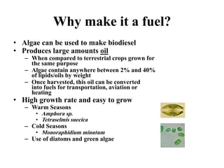 Why make it a fuel?
• Algae can be used to make biodiesel
• Produces large amounts oil
– When compared to terrestrial crops grown for
the same purpose
– Algae contain anywhere between 2% and 40%
of lipids/oils by weight
– Once harvested, this oil can be converted
into fuels for transportation, aviation or
heating
• High growth rate and easy to grow
– Warm Seasons
• Amphora sp.
• Tetraselmis suecica
– Cold Seasons
• Monoraphidium minutum
– Use of diatoms and green algae
 
