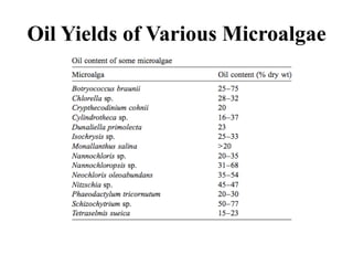 Oil Yields of Various Microalgae
 