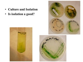 • Culture and Isolation
• Is isolation a good?
 