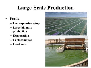 Large-Scale Production
• Ponds
– Less expensive setup
– Large biomass
production
– Evaporation
– Contamination
– Land area
 
