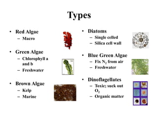 Types
• Red Algae
– Macro
• Green Algae
– Chlorophyll a
and b
– Freshwater
• Brown Algae
– Kelp
– Marine
• Diatoms
– Single celled
– Silica cell wall
• Blue Green Algae
– Fix N2 from air
– Freshwater
• Dinoflagellates
– Toxic; suck out
O2
– Organic matter
 