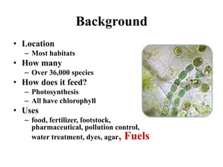 Background
• Location
– Most habitats
• How many
– Over 36,000 species
• How does it feed?
– Photosynthesis
– All have chlorophyll
• Uses
– food, fertilizer, footstock,
pharmaceutical, pollution control,
water treatment, dyes, agar, Fuels
 