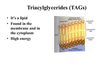 Triacylglycerides (TAGs)
• It’s a lipid
• Found in the
membrane and in
the cytoplasm
• High energy
 