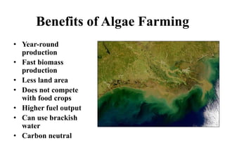 Benefits of Algae Farming
• Year-round
production
• Fast biomass
production
• Less land area
• Does not compete
with food crops
• Higher fuel output
• Can use brackish
water
• Carbon neutral
 
