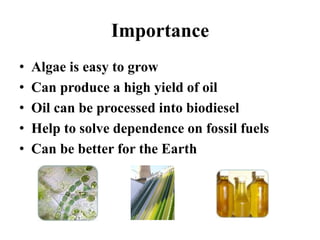 Importance
• Algae is easy to grow
• Can produce a high yield of oil
• Oil can be processed into biodiesel
• Help to solve dependence on fossil fuels
• Can be better for the Earth
 