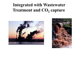 Integrated with Wastewater
Treatment and CO2 capture
 