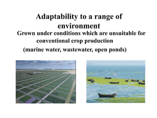 Grown under conditions which are unsuitable for
conventional crop production
(marine water, wastewater, open ponds)
Adaptability to a range of
environment
 