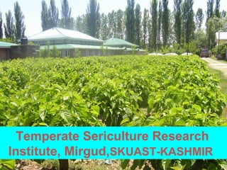Temperate Sericulture Research
Institute, Mirgud,SKUAST-KASHMIR
 