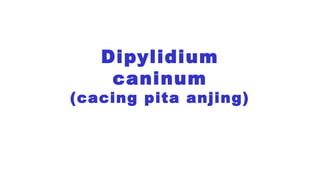 Dipylidium
caninum
(cacing pita anjing)
 