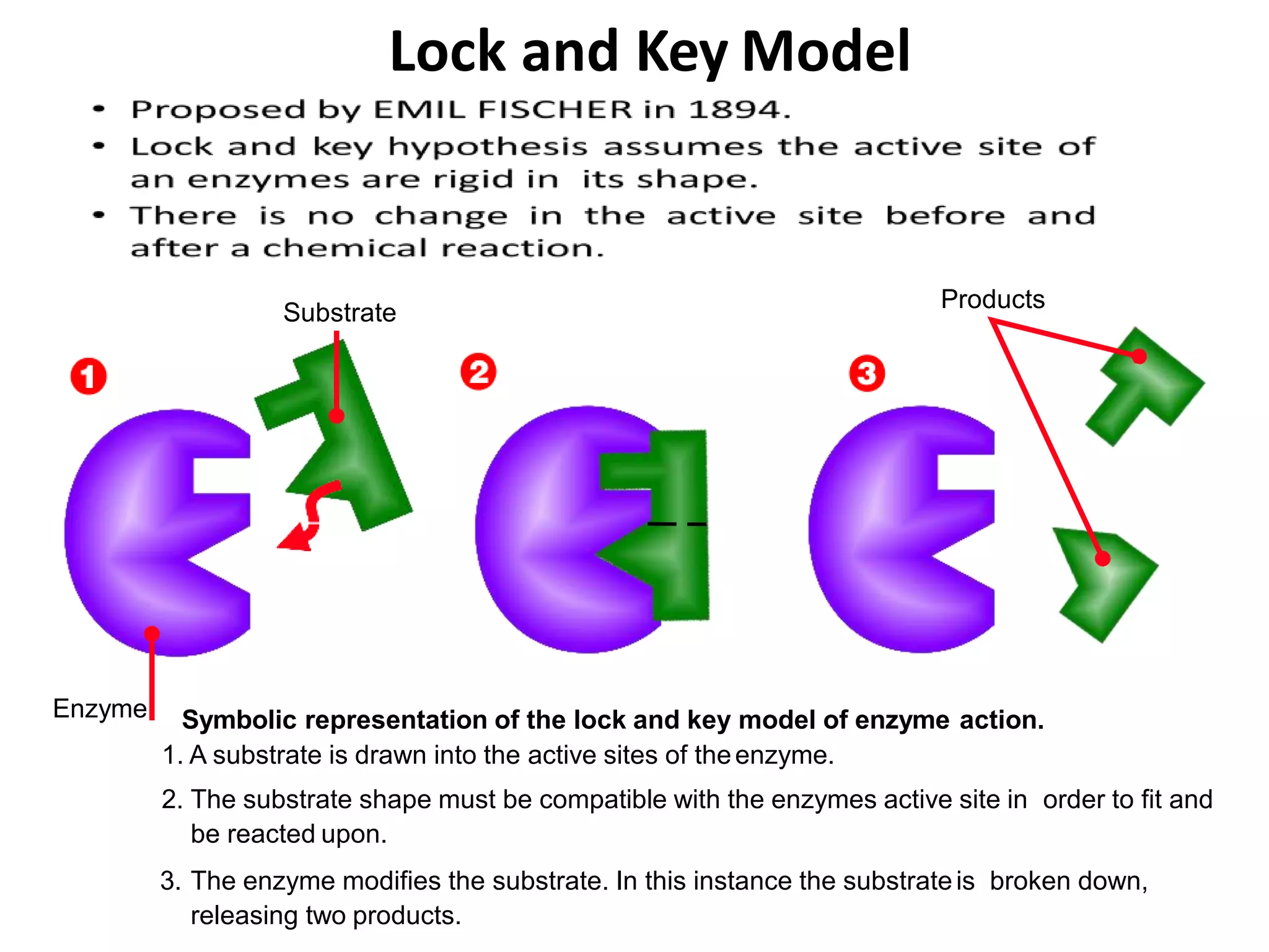 D. Pharm BIOCHEMISTRY AND CLINICAL PATHOLOGY Enzyme | PPTX