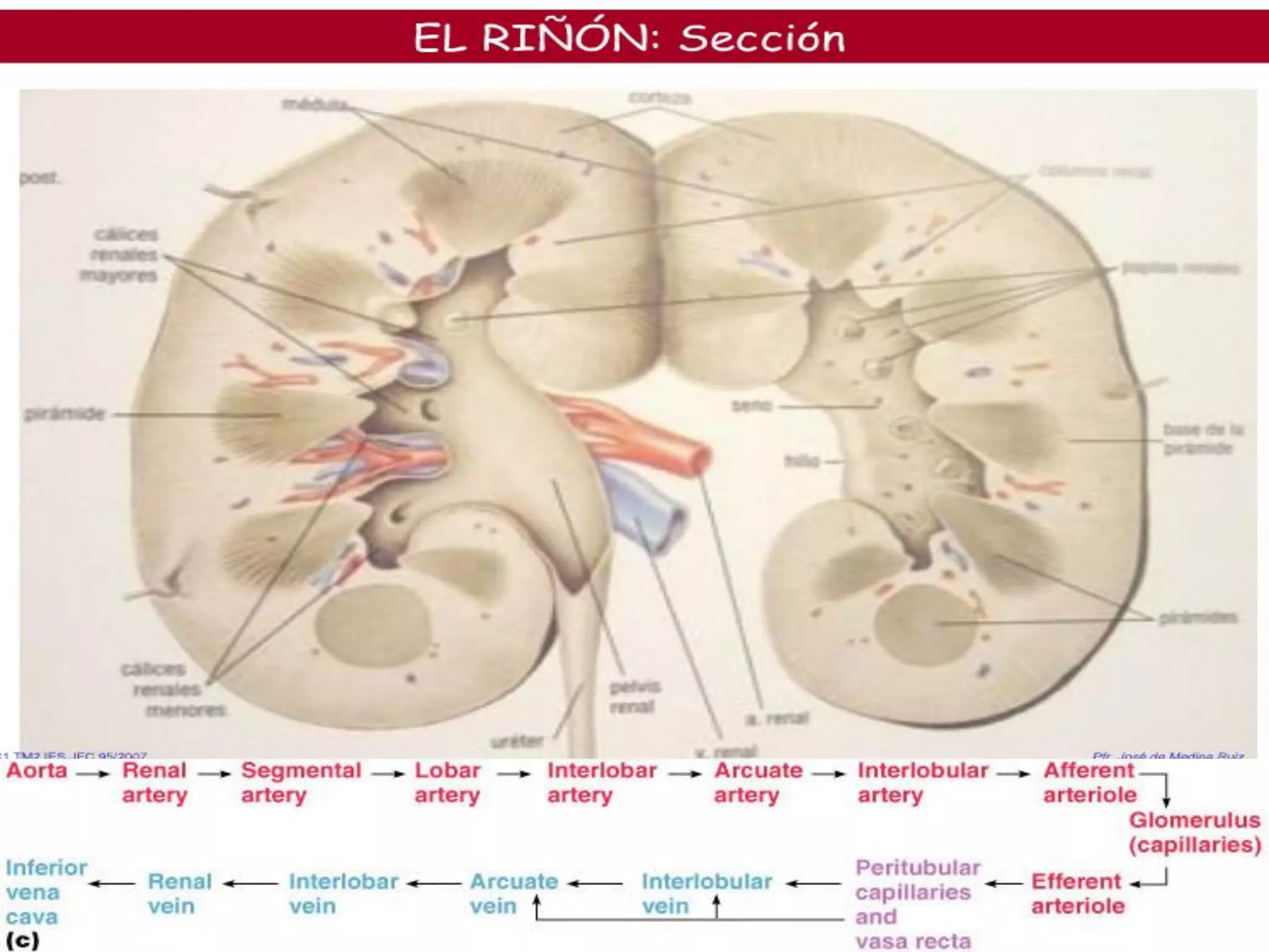 ANATOMIA DE CORTE - ANATOMIA DEL RIÑON Y VIAS URINARIAS | PDF