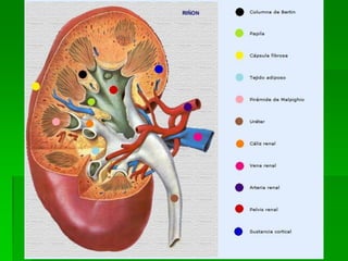ANATOMIA DE CORTE - ANATOMIA DEL RIÑON Y VIAS URINARIAS | PDF