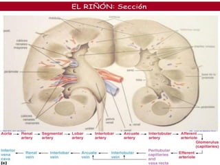 ANATOMIA DE CORTE - ANATOMIA DEL RIÑON Y VIAS URINARIAS | PDF